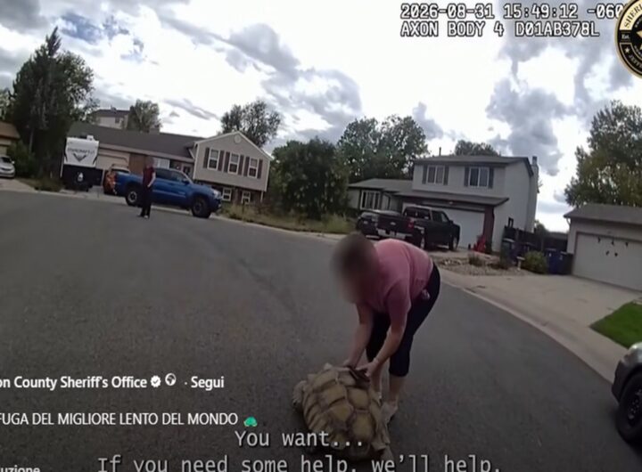 Il video della fuga più lenta del mondo: la tartaruga Lard scappa di casa ma alla fine viene riportata dal proprietario