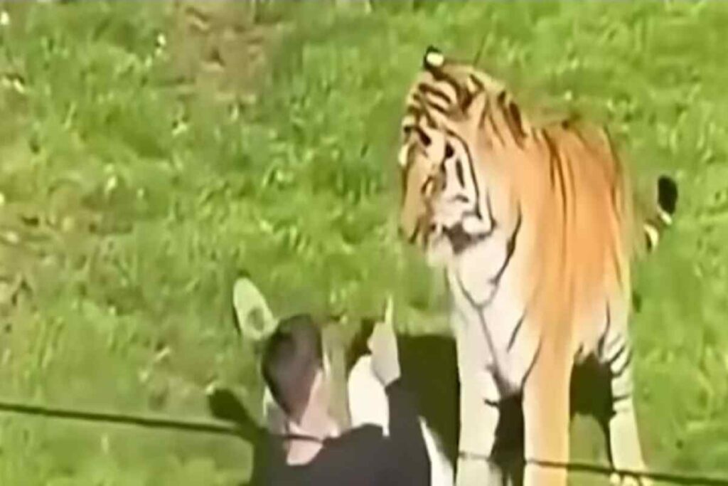 Il video dell'uomo che finisce nel recinto delle tigri dello zoo e che viene sbranato e ucciso
