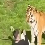 Il video dell'uomo che finisce nel recinto delle tigri dello zoo e che viene sbranato e ucciso