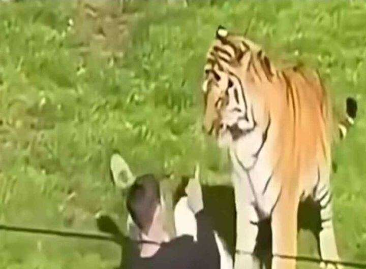 Il video dell'uomo che finisce nel recinto delle tigri dello zoo e che viene sbranato e ucciso