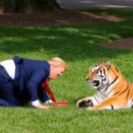 trump tigre