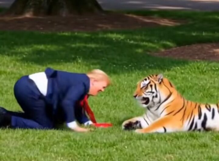 trump tigre