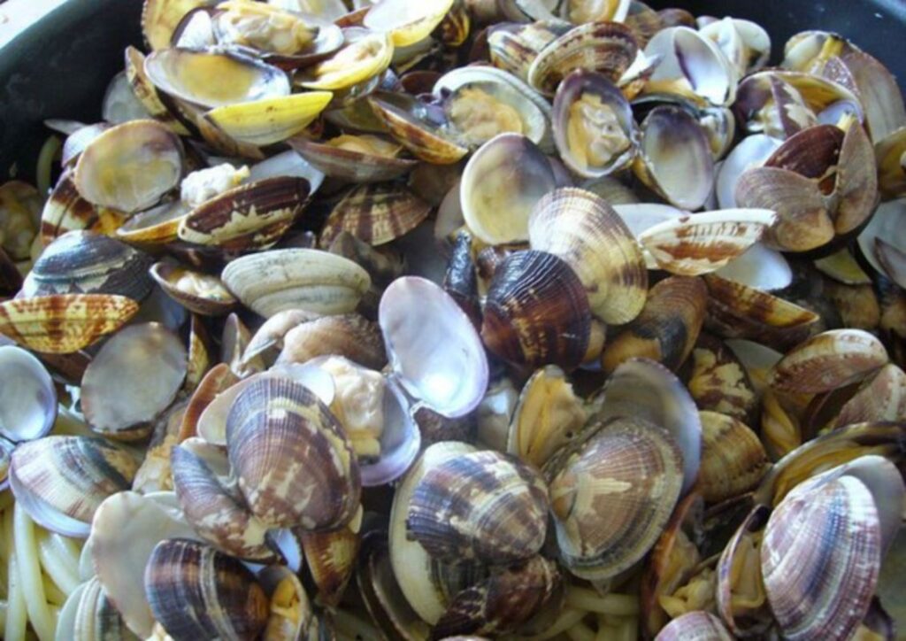 vongole