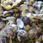 vongole
