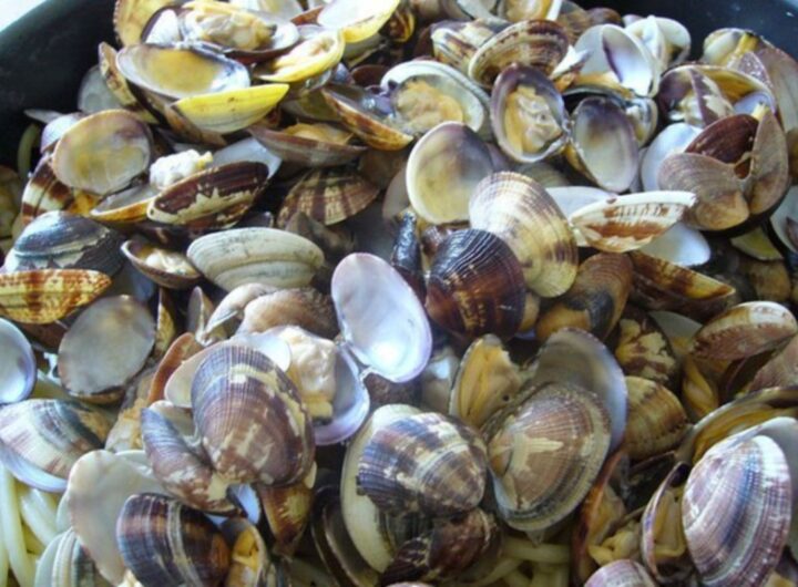 vongole