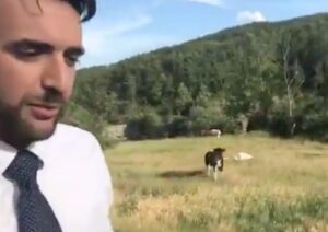 Paolo Bernini (M5s) e le mucche liberate dai carabinieri a Pellegrino Parmense: "Corrono felici" VIDEO