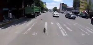 Cane spaventato corre in mezzo al traffico: ciclista lo insegue per salvarlo