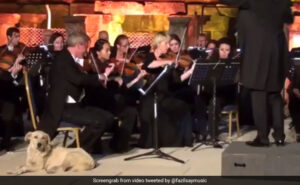 Cane vaga su palco di orchestra poi siede vicino al violinista VIDEO diventa virale