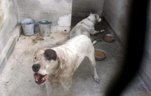 Asia e Macchia, i cani che uccisero un bimbo a Mascalucia (Catania), saranno riabilitati