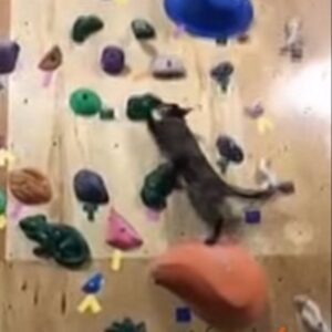 YOUTUBE Il gatto arrampicatore: ecco come scala la parete fino alla cima