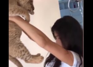 Cucciolo di leone fa la pipì addosso alla modella