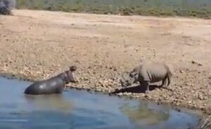  Ippopotamo attacca e affoga rinoceronte che gli ha occupato la pozza d'acqua 