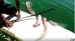 YOUTUBE Calamaro gigante avvolge con i tentacoli la tavola del surfista