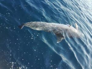 Procida, delfino morto con taglio lungo il corpo: si teme siano stati cacciatori di frodo