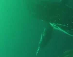 Balena sbatte le pinne come se fossero ali di uccello VIDEO