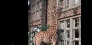  Giraffa si affaccia alla finestra del primo piano per lo spuntino