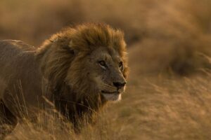 Sudafrica, quattro leoni in fuga dal Kruger National Park