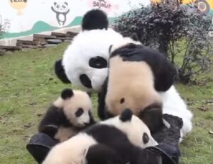 YOUTUBE Cina, custodi riserva vestiti da panda giocano con i cuccioli: ecco perché