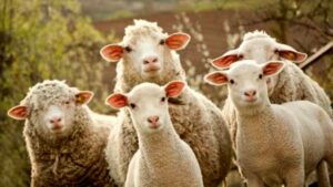 Alto Adige, il lupo fa strage di pecore: 60 sbranate in una settimana