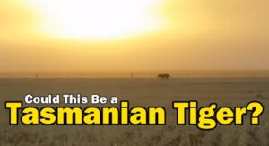 Riprende casualmente animale che corre: "E' la famosa tigre di Tasmania?"