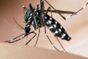Zanzara tigre, la lotta con i maschi sterilizzati