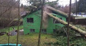 YOUTUBE Si improvvisano boscaioli e tagliano l'albero ma...distruggono la casa