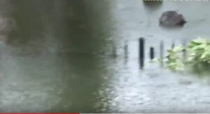 Uragano Harvey, nel giardino di casa allagato ci sono gli alligatori: li riprende dalla finestra