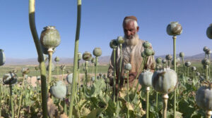 Eroina business: in Afghanistan talebani fanno affari con oppio e droga 