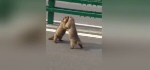 Due marmotte si picchiano in strada, il VIDEO dell'automobilista