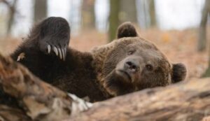 Trentino, uccisa dalla Forestale l'orsa KJ2: aveva aggredito un uomo