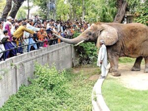 Addio Suzi, morta l'elefantessa star dello zoo di Lahore
