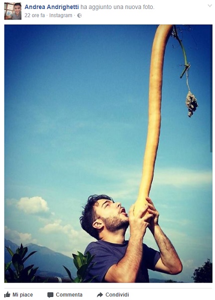 Feltre (Belluno): zucchina da Guinness lunga un metro e mezzo FOTO