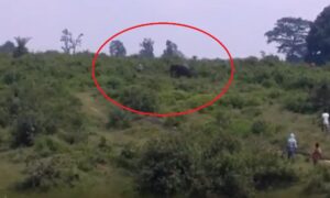 YOUTUBE Vuole farsi un selfie con l’elefante: l'animale lo calpesta e lo uccide