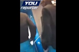 YOUTUBE Senza biglietto sul treno: passeggera indignata, urla e insulti contro gli stranieri