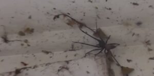  Ragno lungo 10 centimetri nel cortile della fattoria Nuova Zelanda. Contadino nel panico