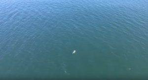 Si butta nell'oceano per sfuggire all'arresto: si ritrova accanto un grosso squalo