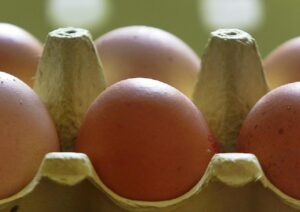 Fipronil nelle uova fresche: Ministero della Salute ordina il ritiro per contaminazione