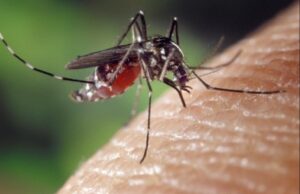 Chikungunya, nuovi casi in Italia. Oms: "Attenti a Roma, rischio epidemia"