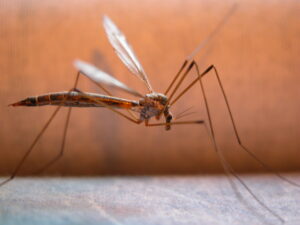 Sofia Zago, ecco i 3 modi in cui può essere stata contagiata dalla malaria