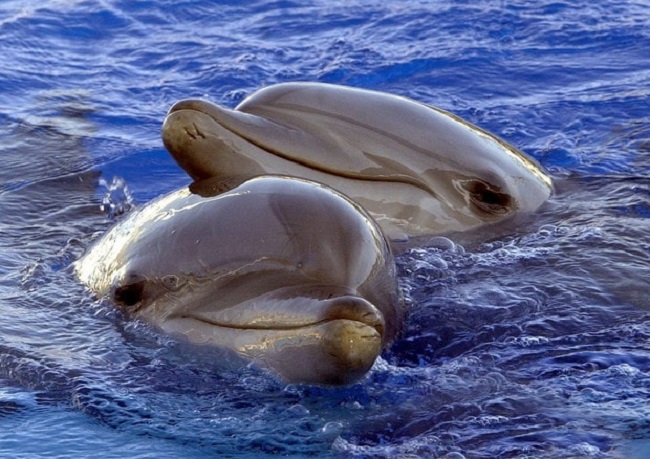 alzheimer-delfini-umani