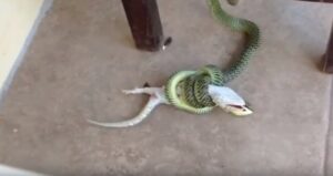 Serpente stringe geco: la scena "horror" ripresa all'interno della casa
