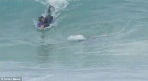 Fa surf vicinissimo a squalo in Australia: "Credevo fosse un delfino"