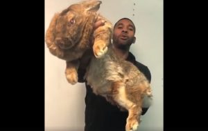 Coniglio gigante vive a Miami e pesa quasi 10 chili
