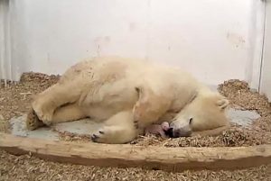orso-polare-morto
