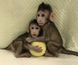 Due scimmie sono state clonate utilizzando la stessa tecnica della pecora Dolly 