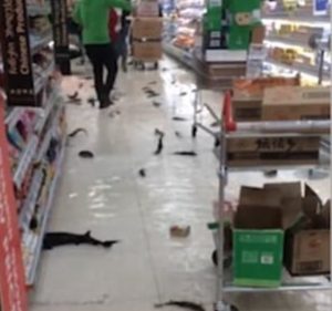 L'acquario di una pescheria di un supermercato Carrefour si è spaccato, liberando decine di pesci