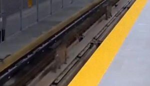 Due puma camminano sui binari della metro di Vancouver
