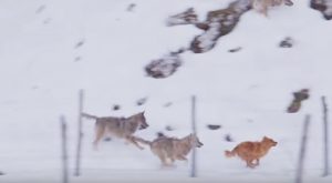 Lupi assalgono cane nel Parco Nazionale d'Abruzzo