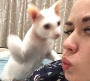  Selfie con bacio: gatto la "schiaffeggia" all'improvviso