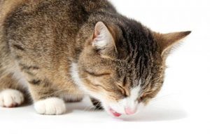 Ecco le possibili cause del vomito del gatto